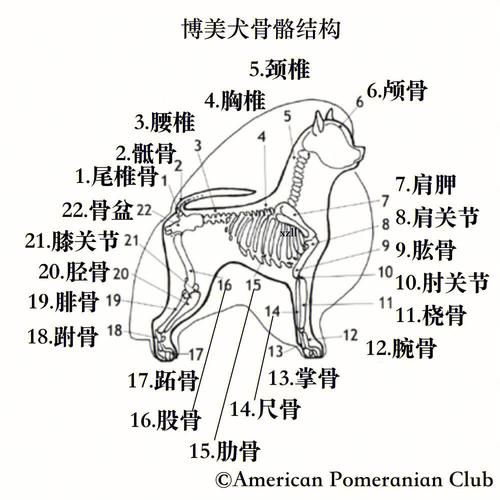 宠物美容师练习画骨骼图_宠物美容师画图视频教程