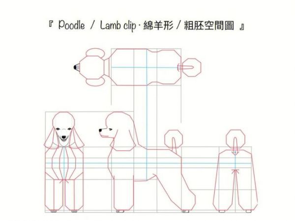 贵宾犬拉姆造型修剪要点知识分享