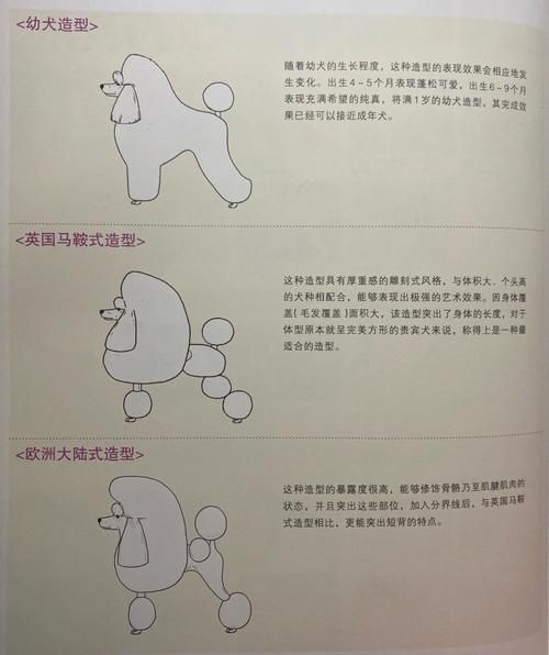 贵宾犬puppy装宠物美容师进阶造型图解