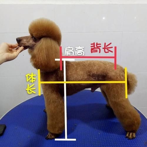 【必收藏】给大家科普下贵宾犬的结构!