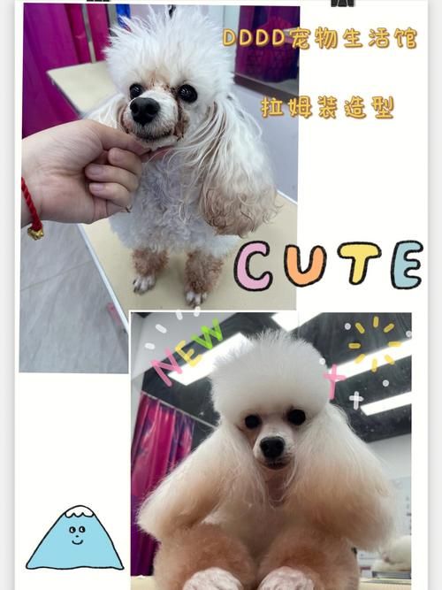 贵宾狗狗造型小众气质拉姆装造型
