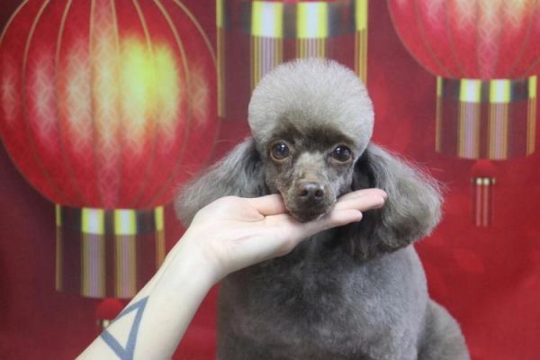 太胖了该减肥了#贵宾犬拉姆装