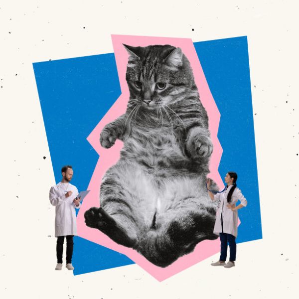 Contemporray艺术拼贴。兽医诊所。兽医在检查猫的健康，听肺图片下载