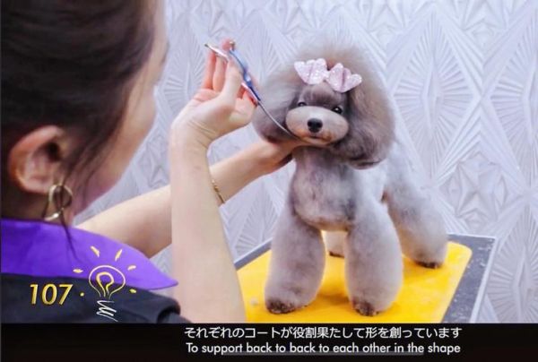宠物美容师电脑绘图_宠物美容师画图视频教程