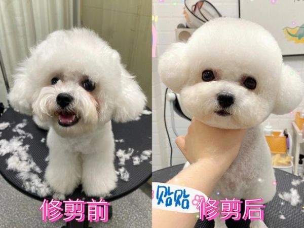 宠物美容师电脑绘图_宠物美容师画图视频教程