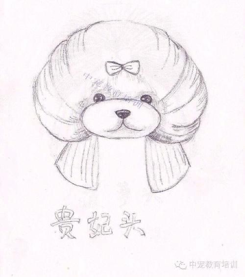 宠物美容狗画图比例_宠物美容师画狗