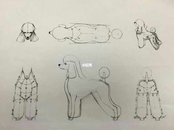 宠物美容狗画图比例_宠物美容师画狗