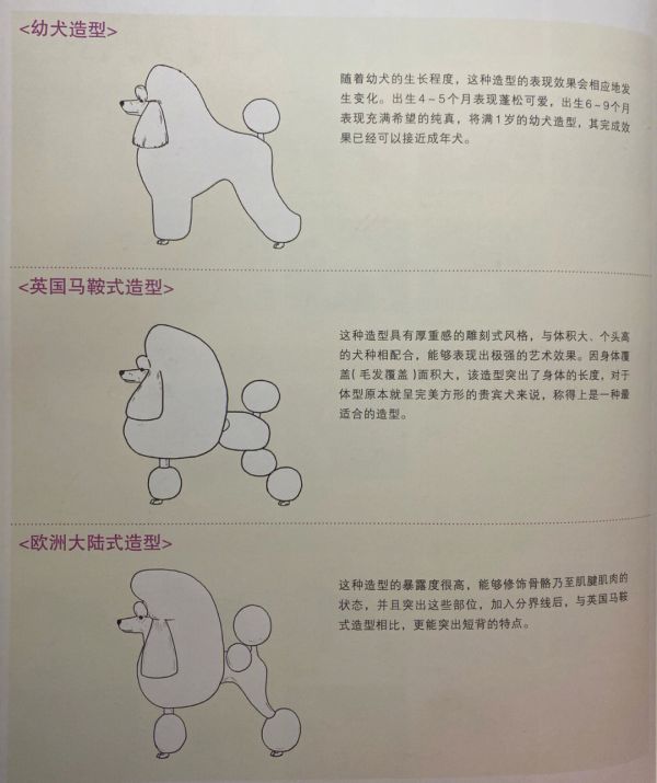 贵宾犬puppy装宠物美容师进阶造型图解