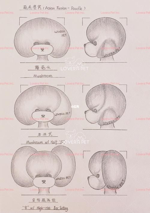 宠美乐趣[加一r][加一r][加一r]#温哥华宠物美容 #列治文宠物美容