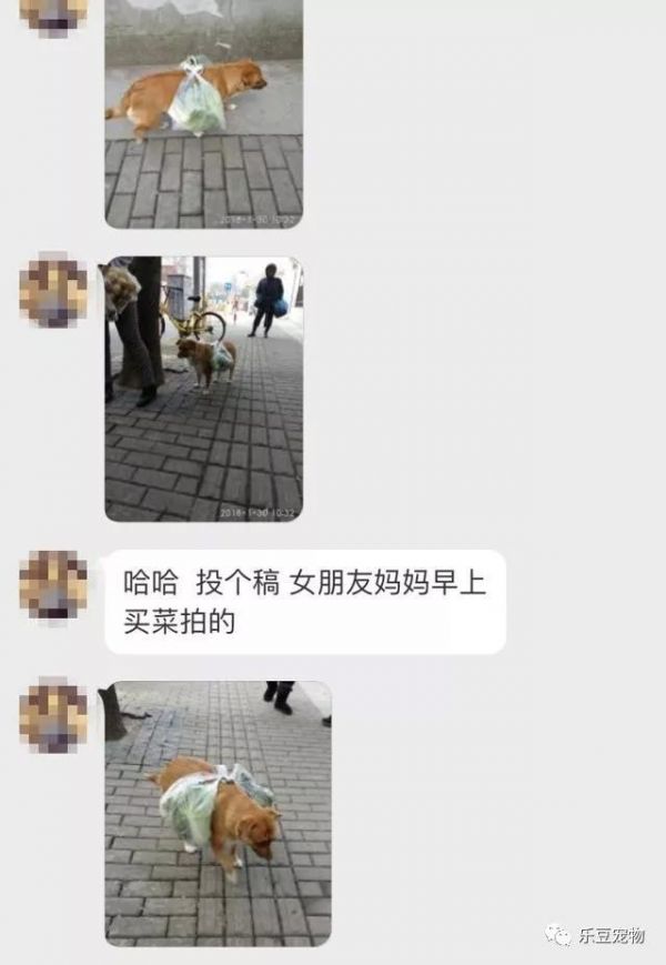 阿姨把爱犬当成了骡子养，怕狗痛给它配了个“马鞍”，我先笑会！