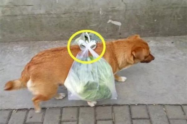 阿姨把爱犬当成了骡子养，怕狗痛给它配了个“马鞍”，我先笑会！