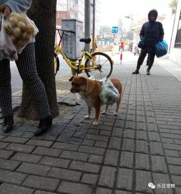 阿姨把爱犬当成了骡子养，怕狗痛给它配了个“马鞍”，我先笑会！