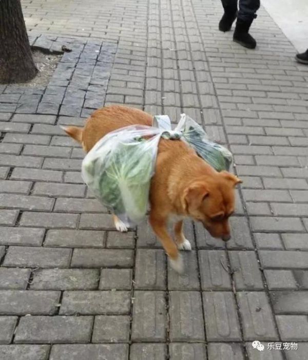 阿姨把爱犬当成了骡子养，怕狗痛给它配了个“马鞍”，我先笑会！