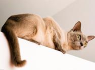 给猫咪做SPA的好处有哪些?又有哪些疗程呢?