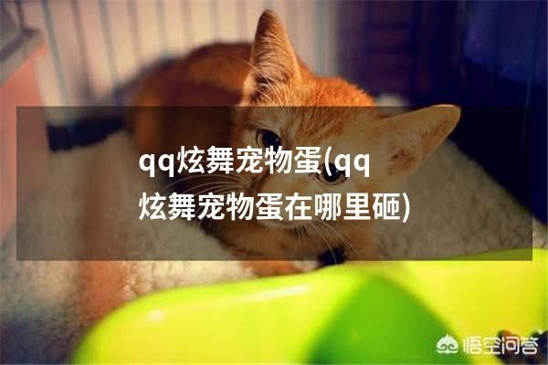 qq炫舞宠物蛋(qq炫舞宠物蛋在哪里砸)