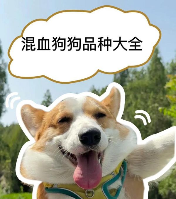 《全面了解178个宠物狗品种的全球图片大全》（从小型犬到大型犬，照片展示各类狗狗的可爱与魅力）
