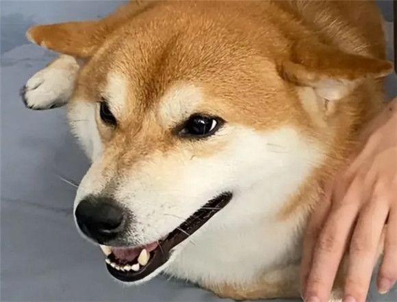 狗狗有这6种表现，说明你把它惯坏了！