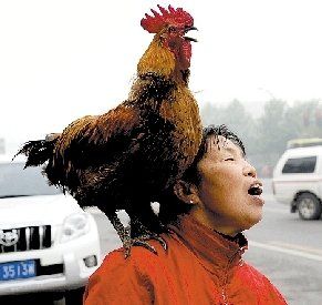 [宠物] 公鸡当宠物惯出毛病 吃面包还认牌子
