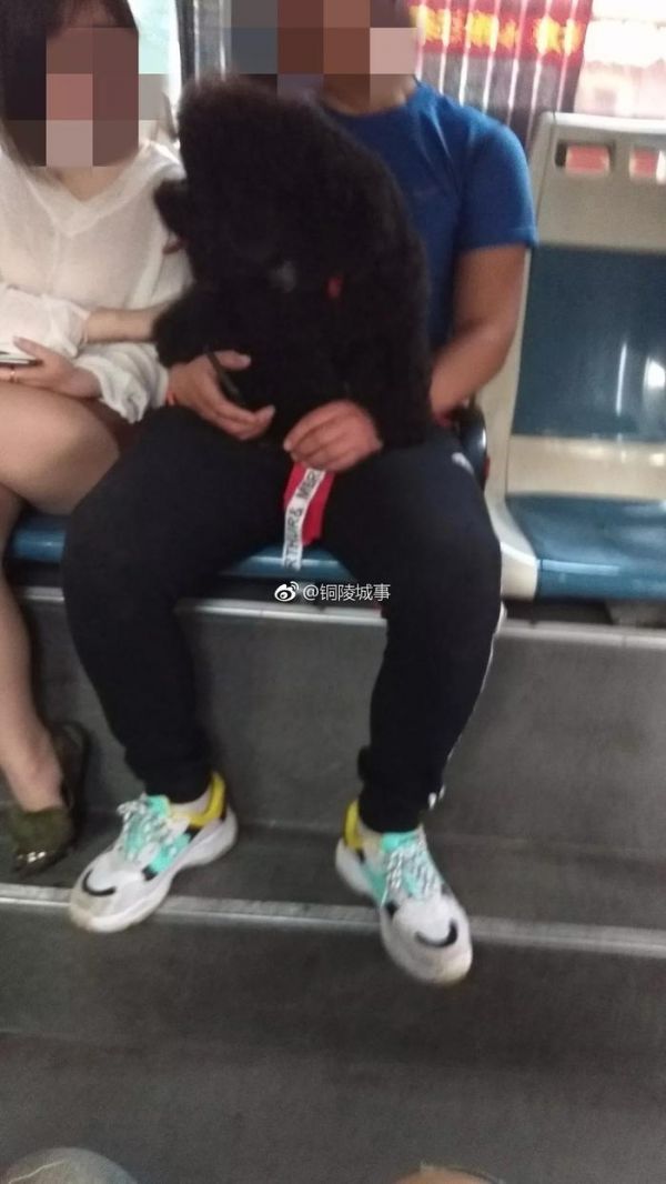 宠物狗能否上公交？？
