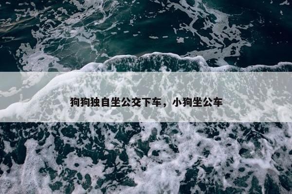 狗狗独自坐公交下车，小狗坐公车
