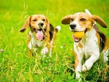 重庆渝北行为纠正 工作犬行为训练 诚信保障-宠物训练学校电话