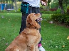 重庆宠物狗狗行为训练