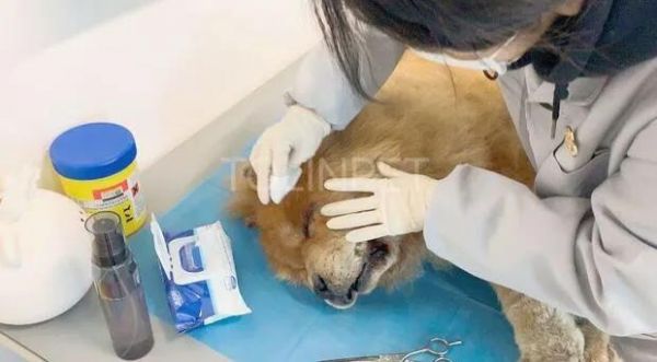 沈阳宠物火化服务_沈阳市宠物火化_沈阳宠物火化殡葬