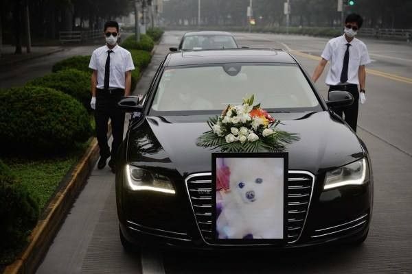 宠物火化电话 宠物殡葬电话 宠物火葬电话 宠物善终电话