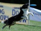 沈阳于洪训犬 职业训狗 纠正小狗坏毛病 坚决不打骂