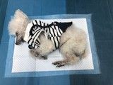 沈阳宠物殡葬一站式服务 可带撒骨灰 热情服务,省心安心