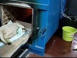 沈阳宠物殡葬一站式服务 可带撒骨灰 流程规范 费用合理