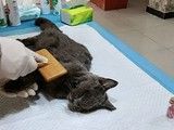 沈阳狗死后安葬 狗安乐死 宠物火化 服务全面,欢迎来电