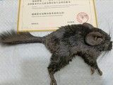和平实体门店宠物火化