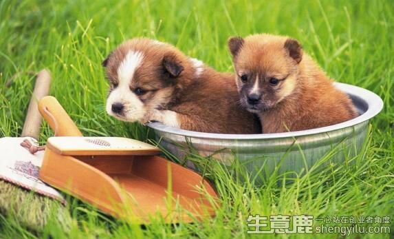 如何开一家宠物店？需要多少钱？