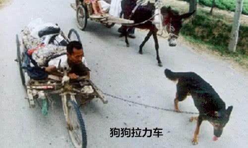 狗狗拉了11年的板车，只为瘫痪主人：我愿用一生陪你一段