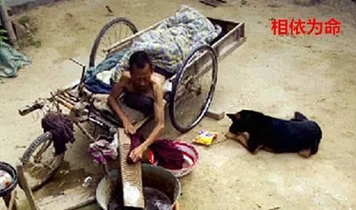 狗狗拉了11年的板车，只为瘫痪主人：我愿用一生陪你一段