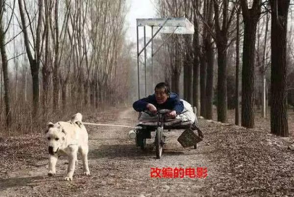 狗狗拉了11年的板车，只为瘫痪主人：我愿用一生陪你一段