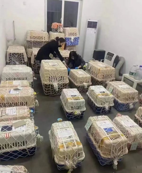 今日发布:石家庄到香港宠物托运2024全+境+派+达+直达