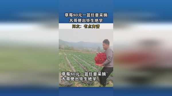 草莓80元一篮任意采摘，大哥使出毕生绝学！网友：有点离谱！