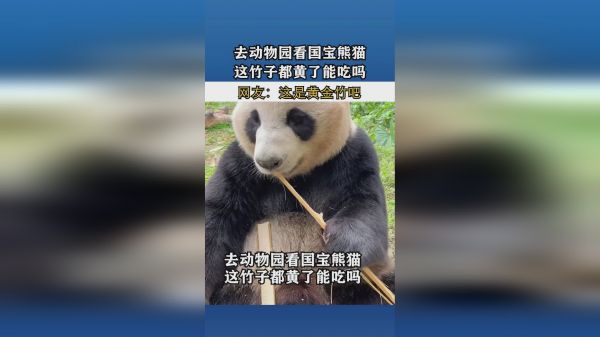 去动物园看国宝熊猫，这竹子都黄了能吃吗？网友：这是黄金竹！