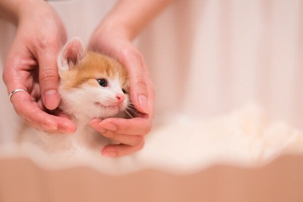 抑郁症患者养宠物有助于康复吗