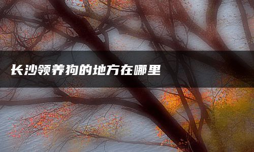 长沙领养狗的地方在哪里