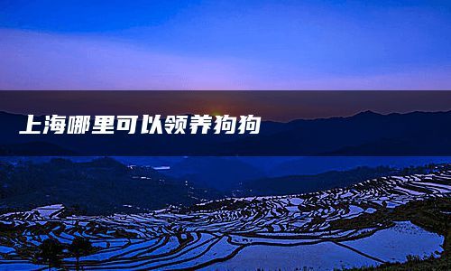 上海哪里可以领养狗狗