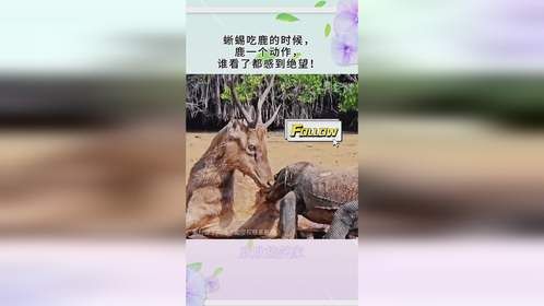 蜥蜴吃鹿的时候，鹿一个动作，谁看了都感到绝望！