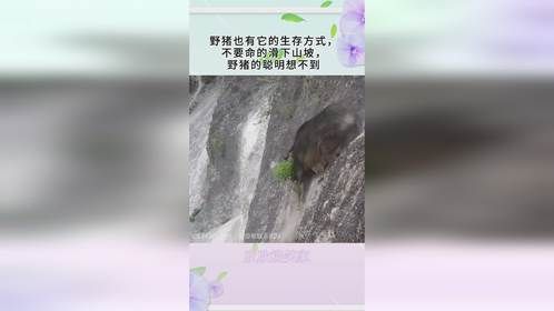 野猪也有它的生存方式，不要命的滑下山坡，野猪的聪明想不到
