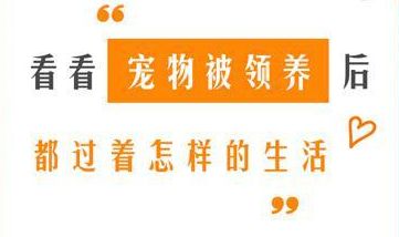 宠出没 · 送养攻略｜帮你找到一个喜欢你家小宠的朋友