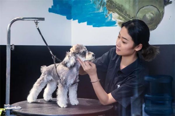 宠物家pet'em
