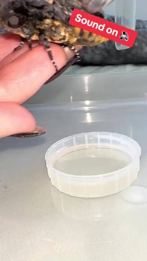 养蛾子当宠物,第一次见这么做的