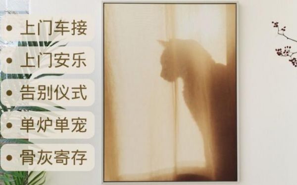 宠物去世了怎么办？宠物殡葬的基本流程是什么？