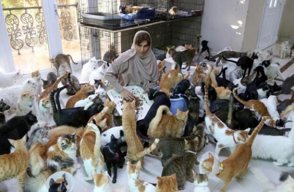 阿曼爱宠狂人养了480只猫和12条狗